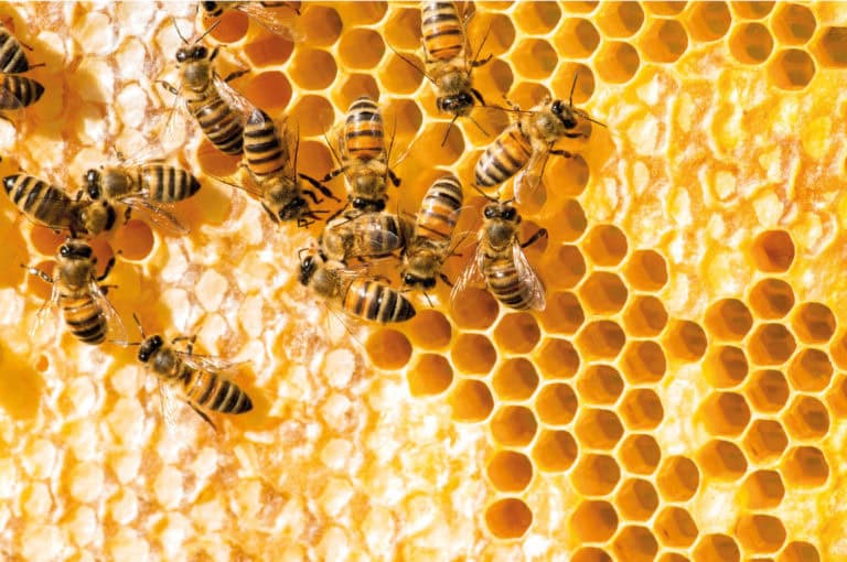 Honey bees supported by the park biodiversity programme